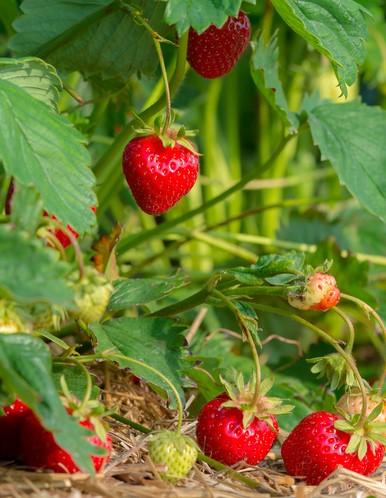  Benton Strawberry