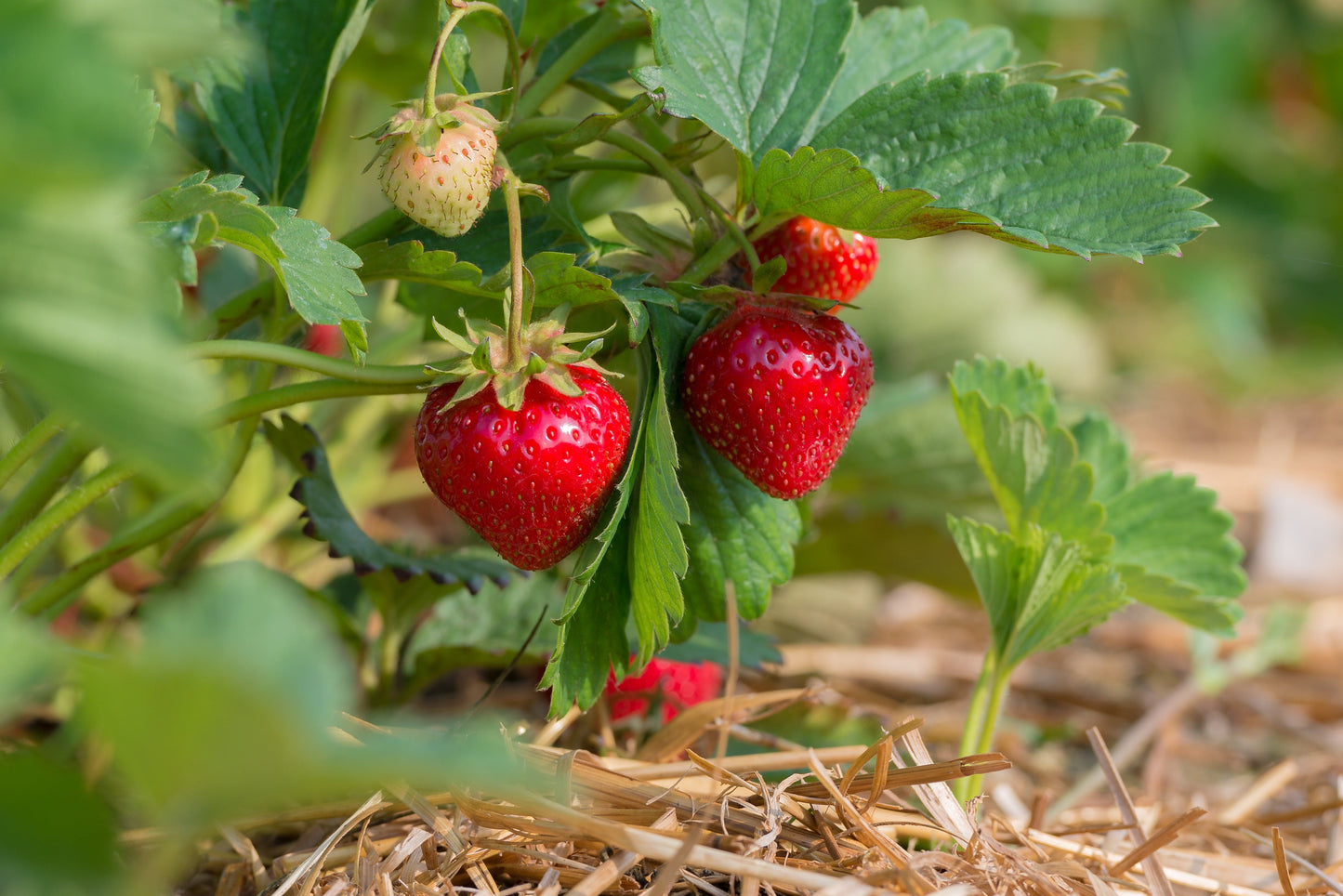  Benton Strawberry
