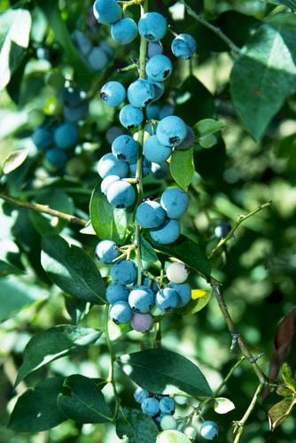 Alpha Sunshine Blue Blueberry