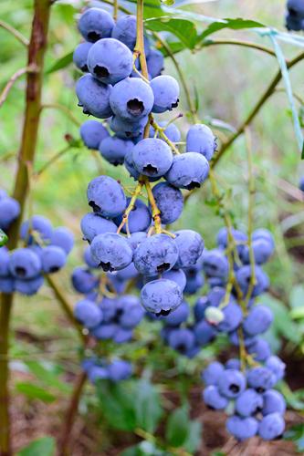  Bluegold Blueberry