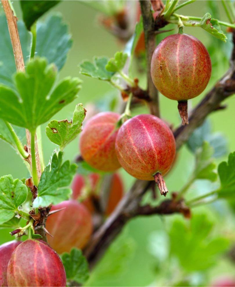  Jahn's Prairie Gooseberry