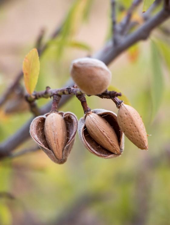  All In One Almond