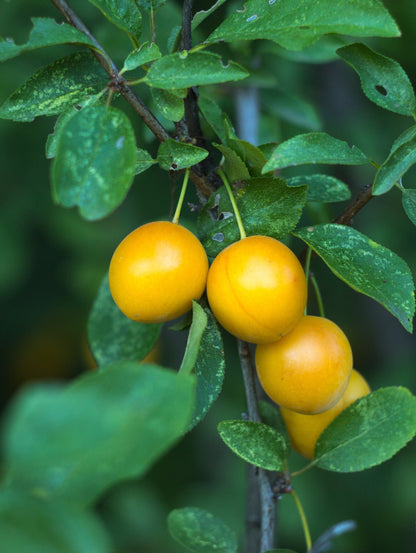  Mirabelle De Nancy European Plum