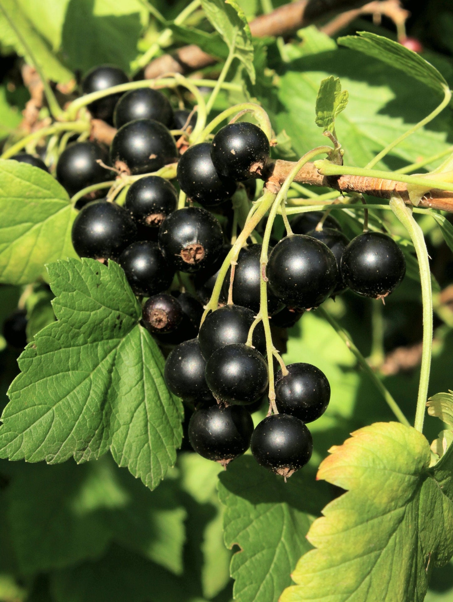  Wellington XXX Black Currant