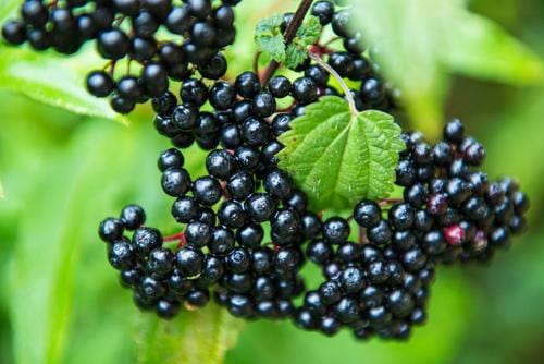  Adams Elderberry