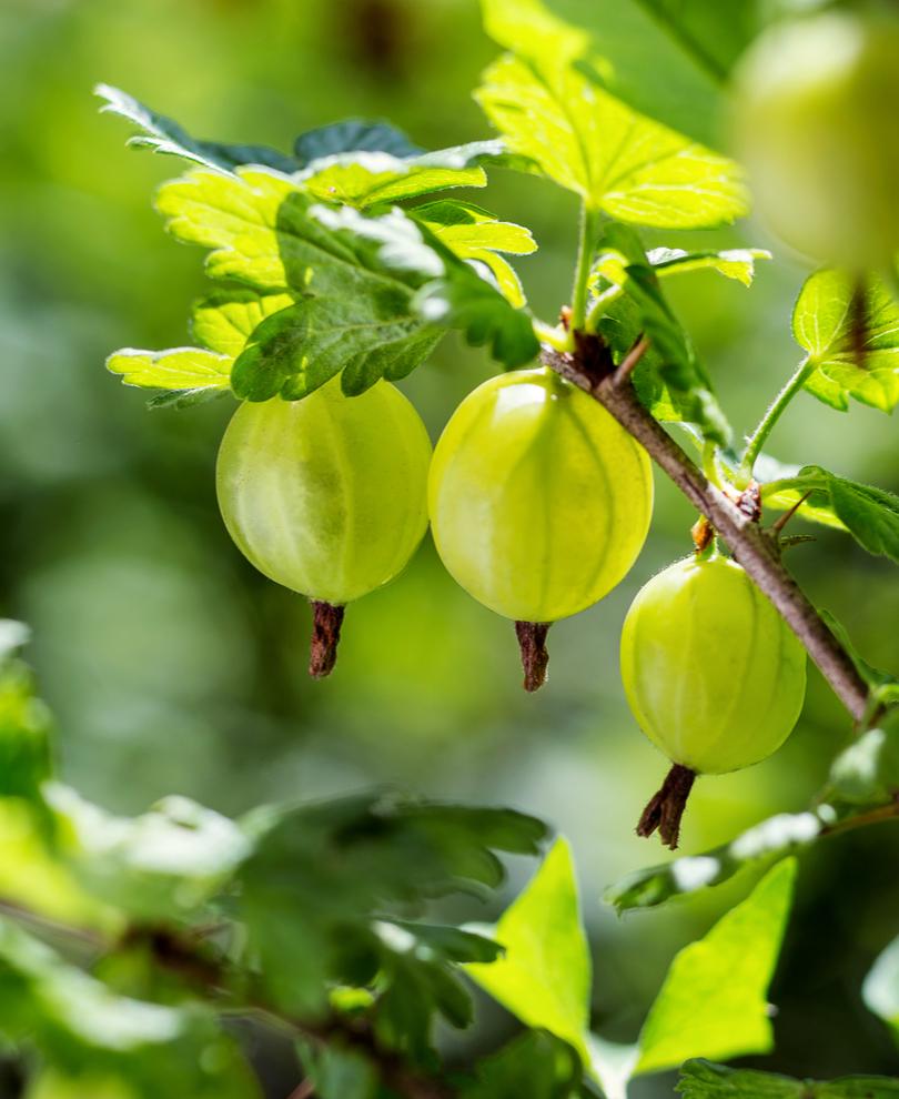  Whitesmith Gooseberry