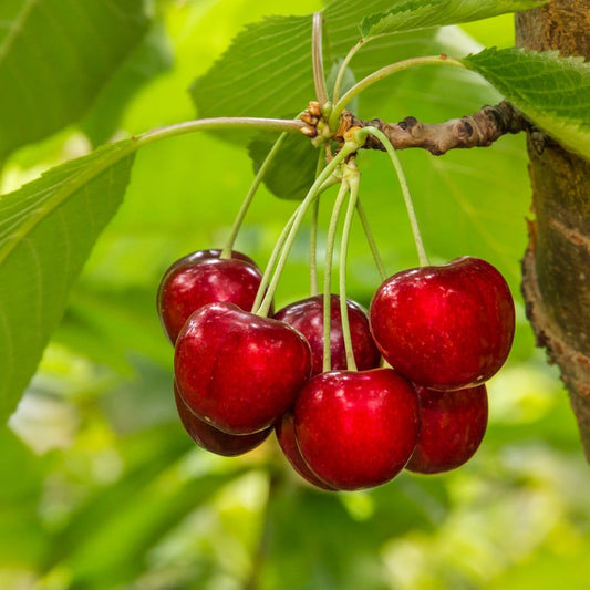  Glacier Cherry