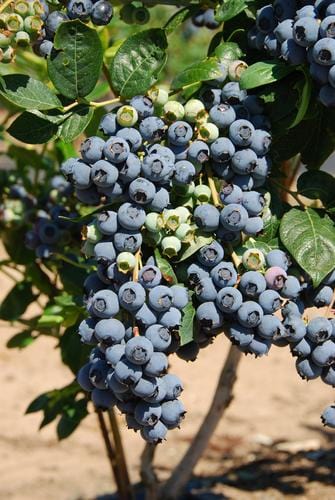  Bluecrop Blueberry