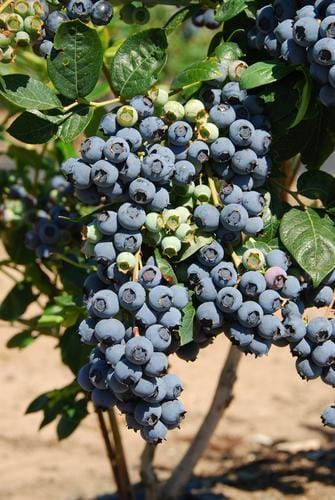  Bluecrop Blueberry