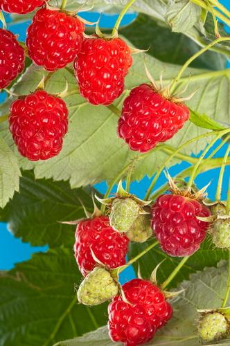  Cascade Delight Raspberry Bundle (5 Plants)