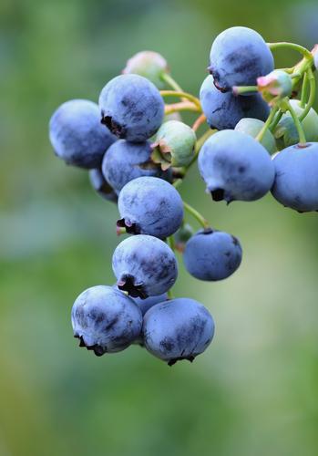  Bushel And Berry® Perpetua® Blueberry