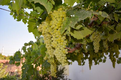  Thompsons Seedless Grape