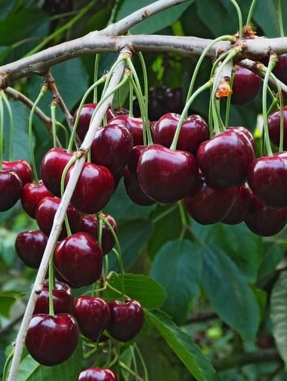  Tehranivee Cherry