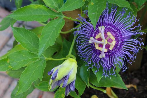  Passiflora Maypop