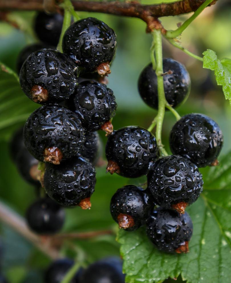  Ben Sarek Black Currant