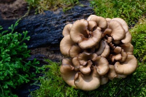  Maitake Mushroom Dowels (100)