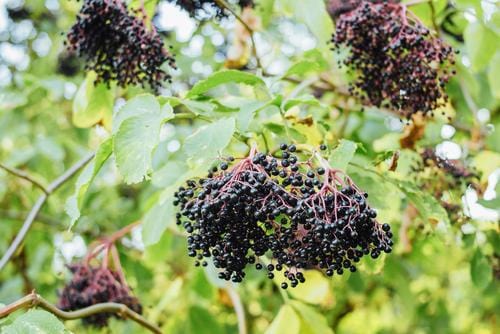  Korsor Elderberry