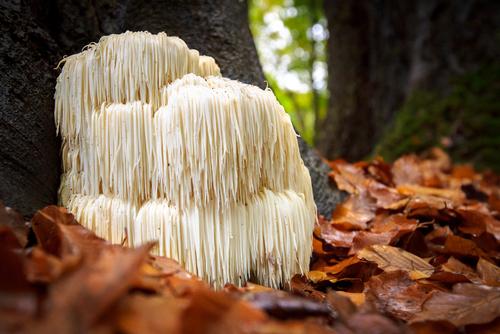  Lion's Mane Mushroom 100 Dowels
