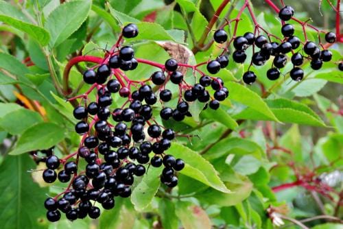  Allesoe Elderberry