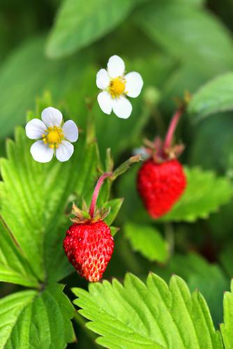  Mignonette Strawberry