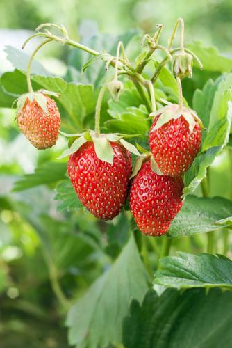  Eversweet Strawberry