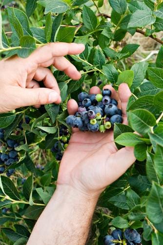 Alpha Brunswick Maine Blueberry