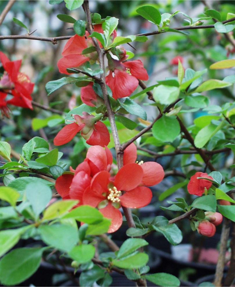  Victory Flowering Quince