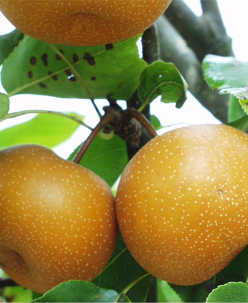  Chojuro Asian Pear