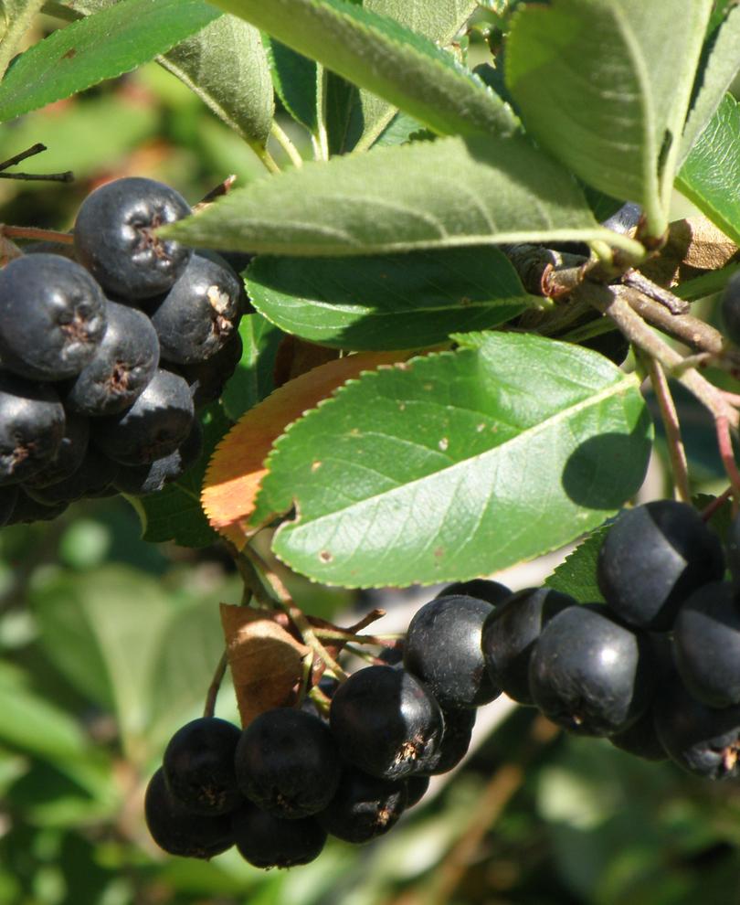  Nero Aronia