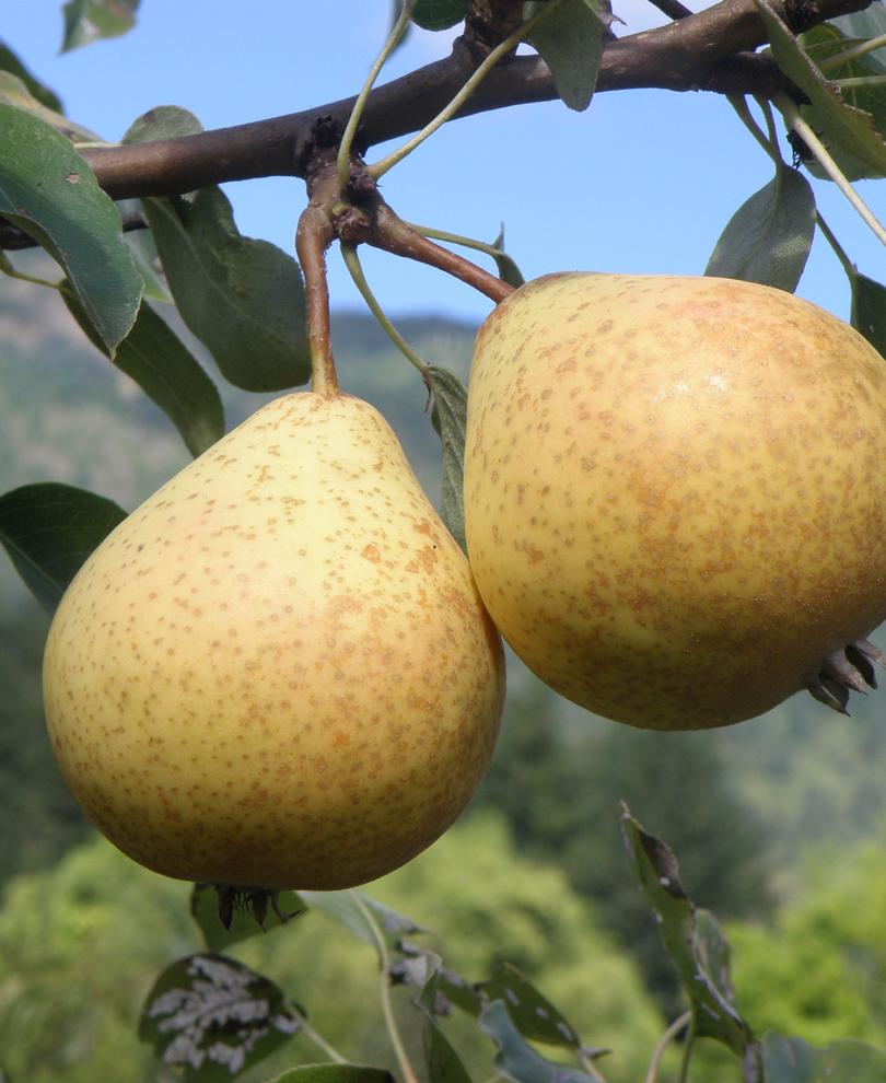  Hendre Huffcapp European Perry Pear