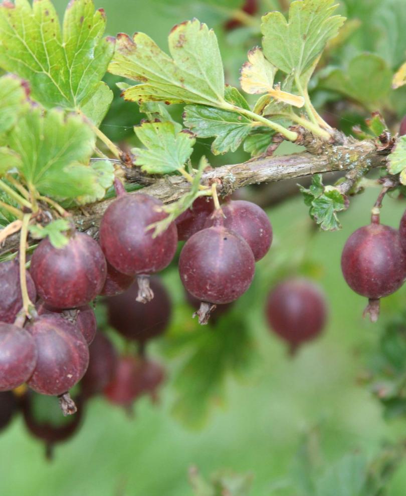  Jeanne Gooseberry