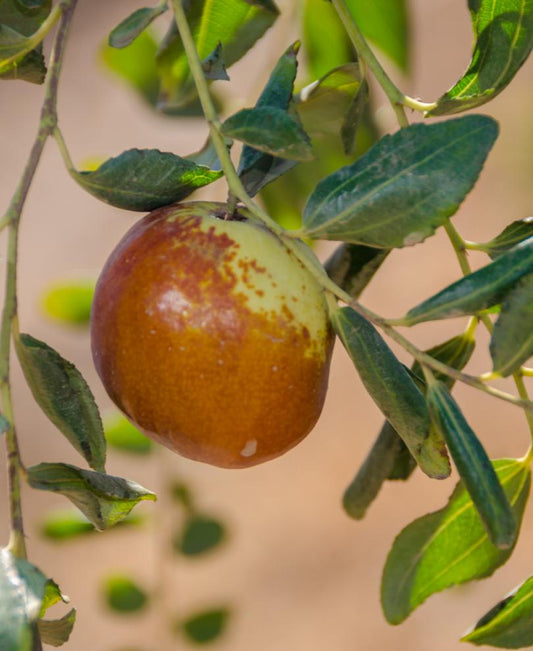  Shanxi Li Jujube