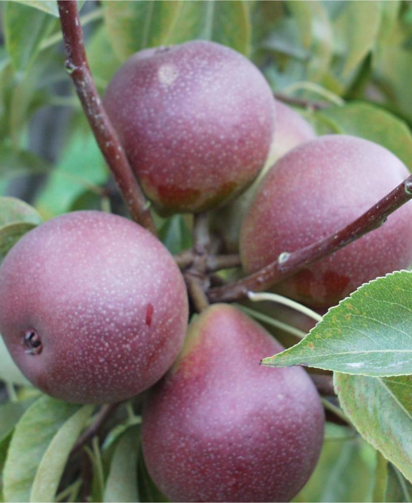 Seckel European Pear