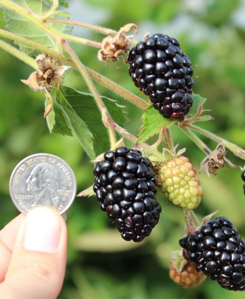  Prime Ark Traveler Thornless Blackberry
