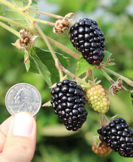  Prime Ark Traveler Thornless Blackberry