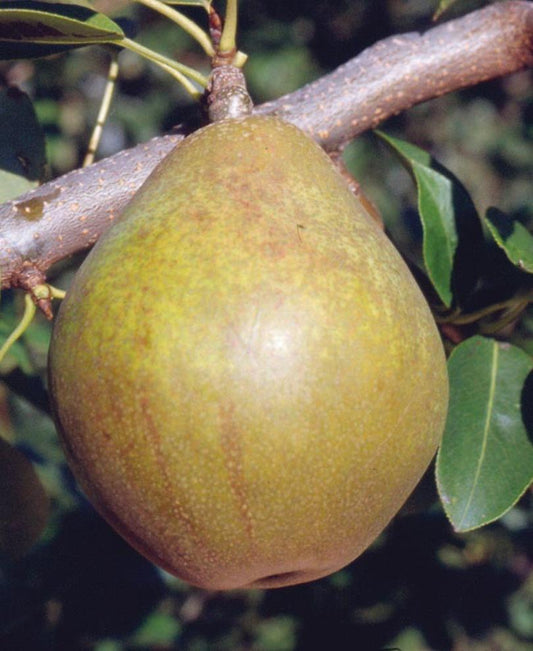  Warren European Pear