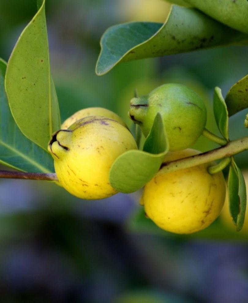  Lemon Guava