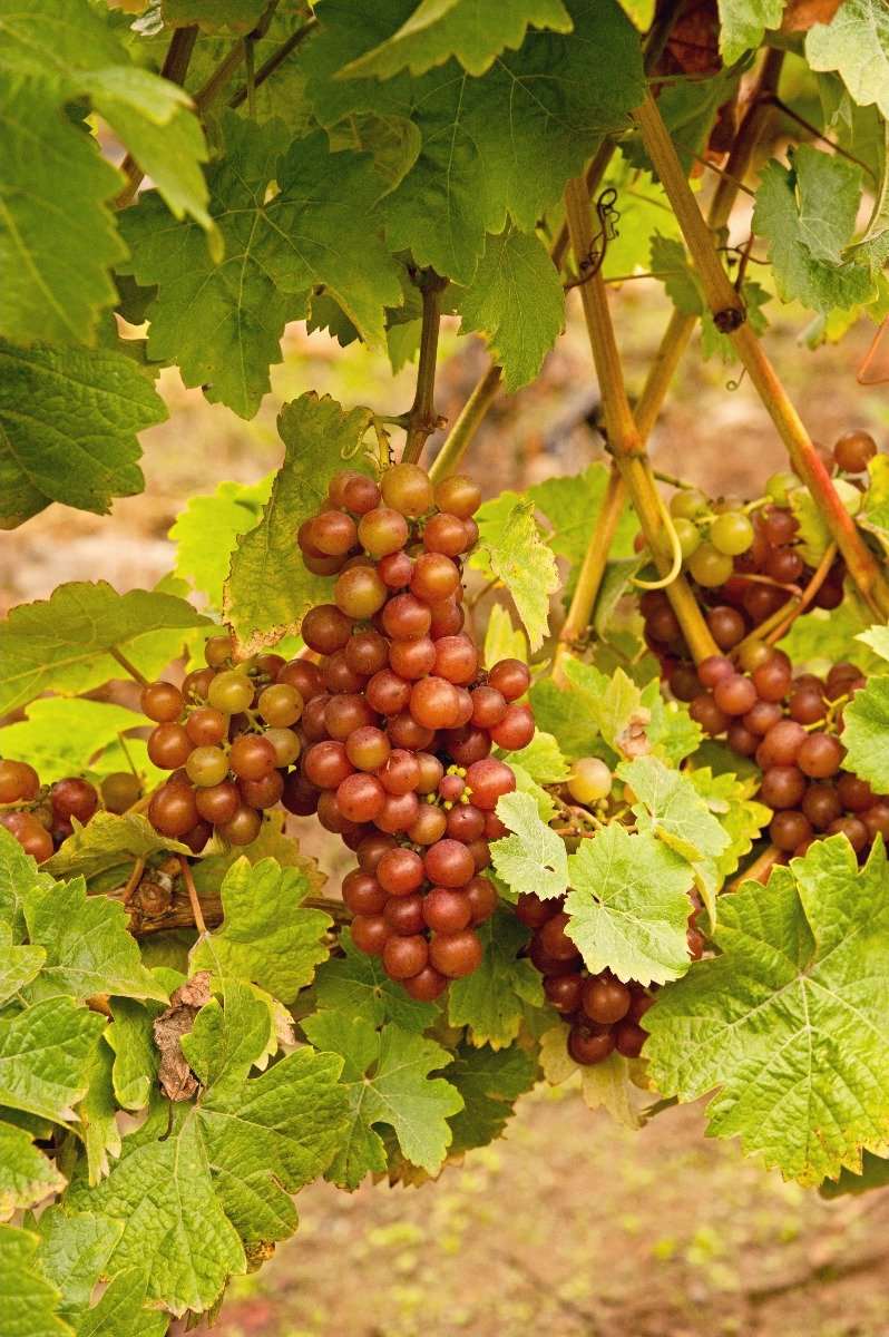  Siegerrebe Grape