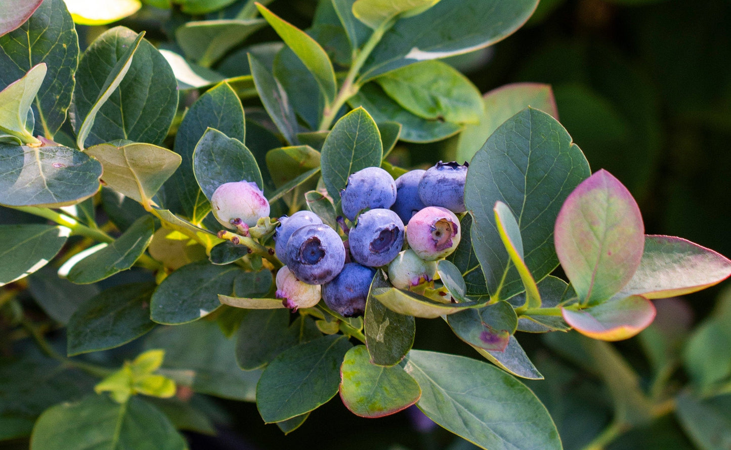  Bushel And Berry® Silver Dollar® Blueberry