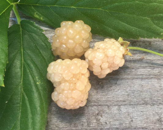  Snowbank Blackberry
