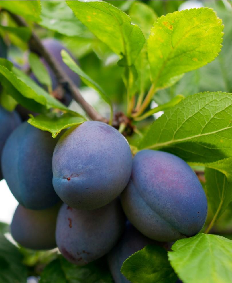  Combo European Plum Tree (5 Varieties)