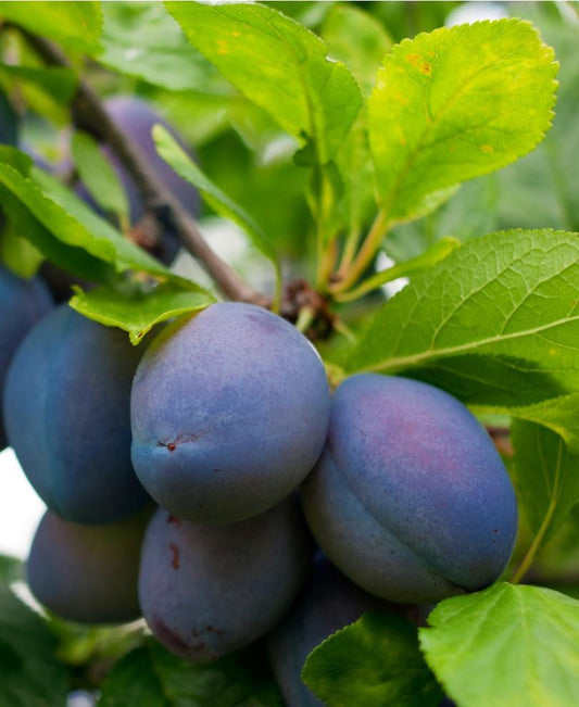  Combo European Plum Tree (3 Varieties)