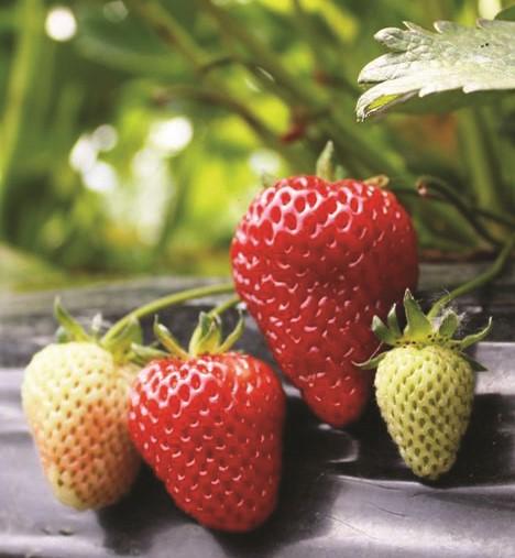 Albion Strawberry Bundle (3 Packs)