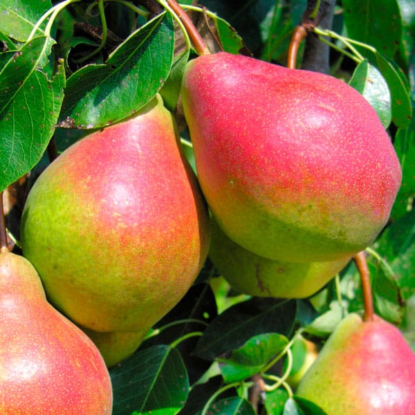  Summercrisp Pear