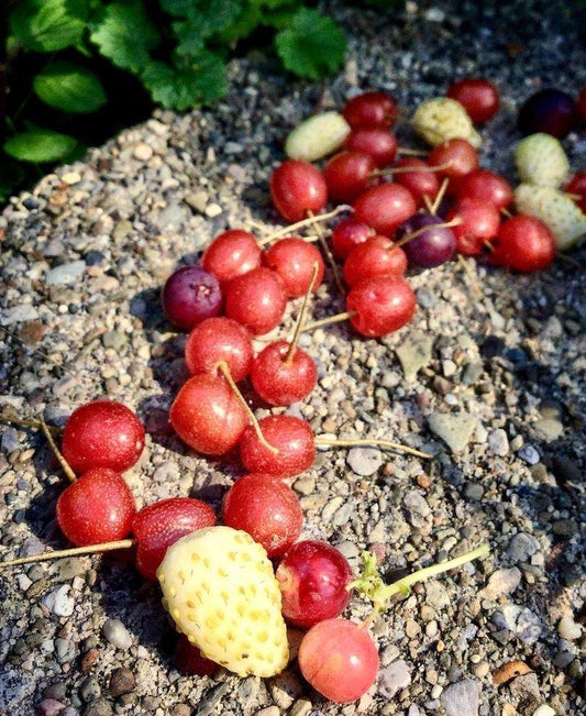  Goumi Sweet Scarlet