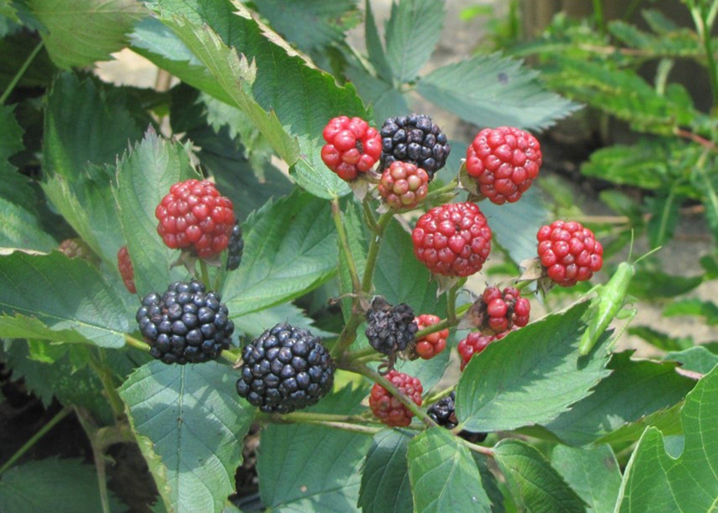  Sweetie Pie Thornless Blackberry