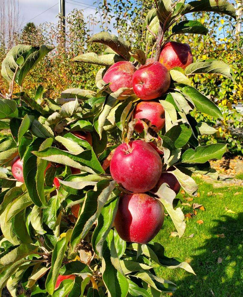  Tasty Red™ Urban® Columnar Apple