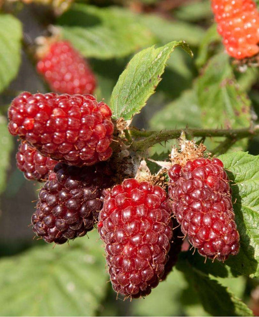  Tayberry