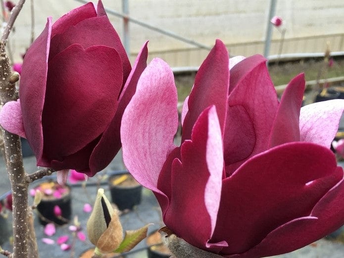  Tinkerbelle Magnolia