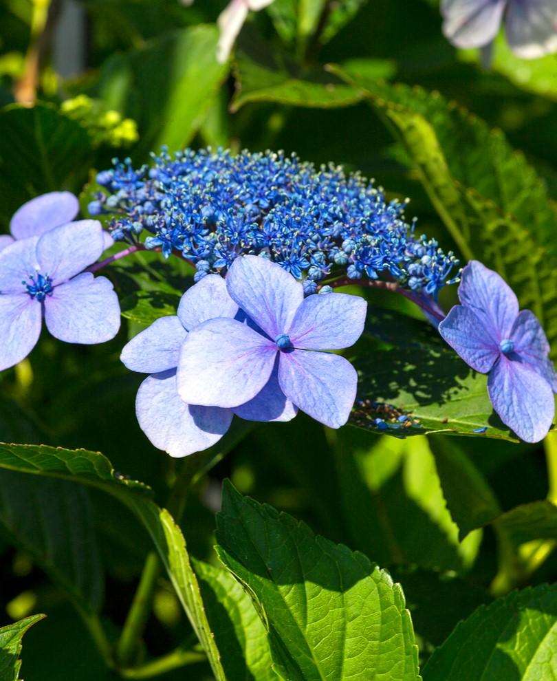  Tellers Blue Hydrangea